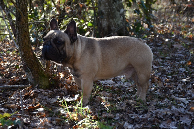 Étalon Bouledogue français - Ra?s al ghul de l ecume des cimes blanches