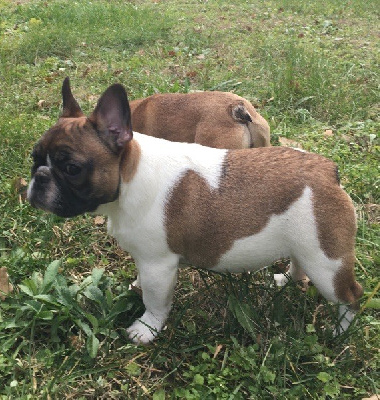 Étalon Bouledogue français - Ouvea Le parfum des lavandes