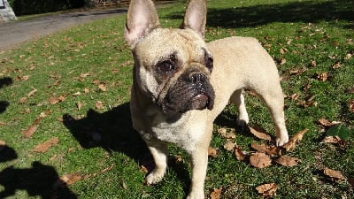 Étalon Bouledogue français - Sayana Du Col Des Laquets