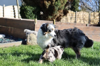 Pyxel De La Montagne Aux Lapins