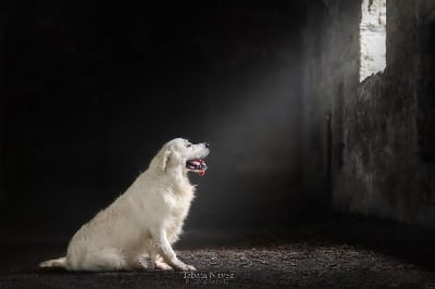 Étalon Golden Retriever - Road the sharingan's itachi (dit archy) Des Puppys Goldens Love