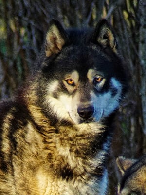 Étalon Alaskan Malamute - Shaka ponk of Lapland Polarlights