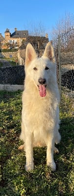 Étalon Berger Blanc Suisse - Phoenix De La Foret D'Aleph