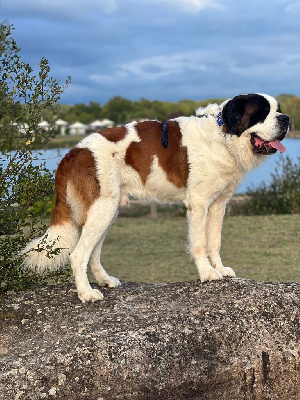 Étalon Chien du Saint-Bernard - Pakito Baby Love De Lapeysie