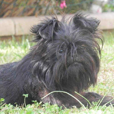 Étalon Affenpinscher - Dreaming Can Daus