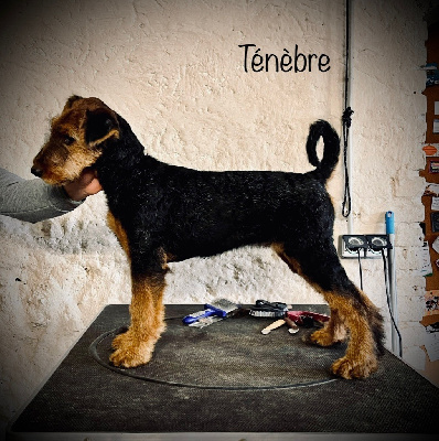 Étalon Airedale Terrier - Tenebre Des Hautes Limeres