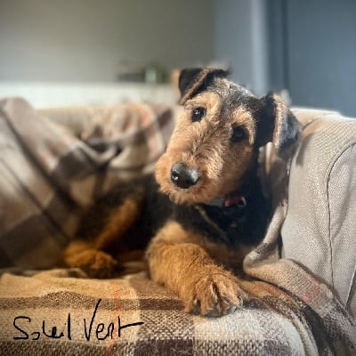 Étalon Airedale Terrier - Twenty-one Du Soleil Vert