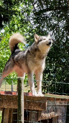 Étalon Alaskan Malamute - Moly mountain of Blue Track