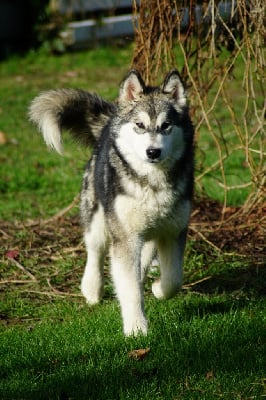 Étalon Alaskan Malamute - Sweet dreams of Blue Track