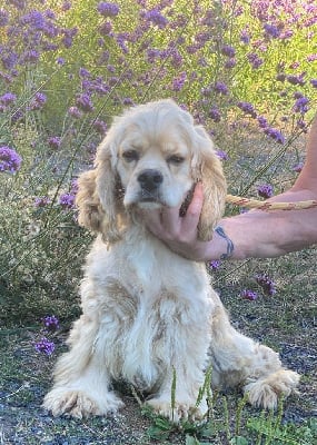 Étalon American Cocker Spaniel - Skoll Dream Of Best In Show