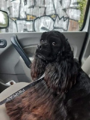 Étalon American Cocker Spaniel - Sirius black diamond palace