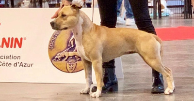 Étalon American Staffordshire Terrier - Tribal Opus No doubt