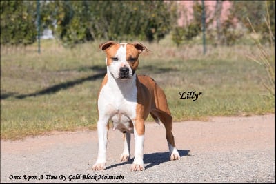 Étalon American Staffordshire Terrier - Once upon a time By Gold Black Mountain