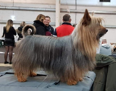 Étalon Australian Silky Terrier - CH. brookemur Chasin pavements at petwalk