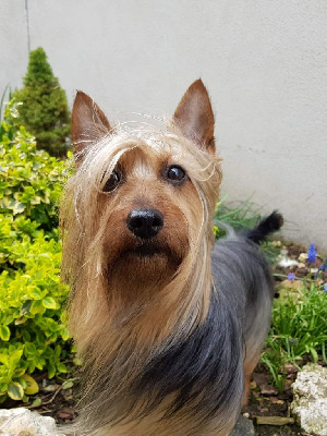 Étalon Australian Silky Terrier - CH. Lexter de la Lande Barbot