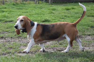 Étalon Basset Artesien Normand - Lancelot de la petite dordogne