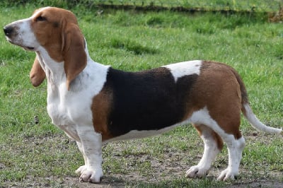 Étalon Basset Artesien Normand - Tootsie du cheval du marquet