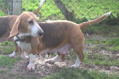 Étalon Basset Artesien Normand - Liloo (Sans Affixe)