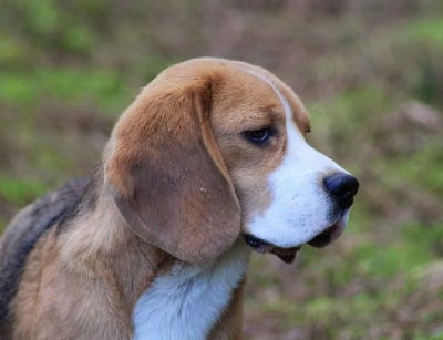 Étalon Beagle - Totem Des Chasseurs Du Temps