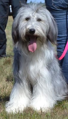 Étalon Bearded Collie - Dream From Highland's Sunny