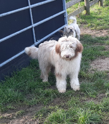 Étalon Bearded Collie - Dream From Highland's Tryskell dite tipie