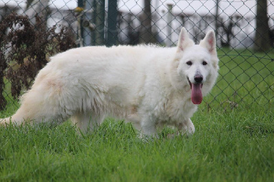 Étalon Berger Blanc Suisse - Miss (Sans Affixe)