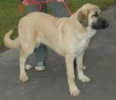 Étalon Berger Kangal - Tania-pia du Domaine de Sara