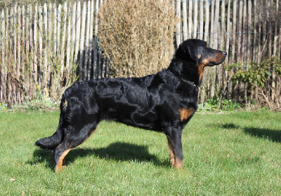 Étalon Berger de Beauce - CH. Uzelle Le Bas Rouge Céleste
