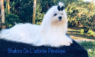 Étalon Bichon maltais - Shakira de L'Adoree Peneloppe