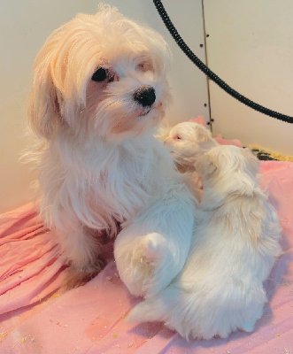 Étalon Bichon maltais - Paquerette de la reserve d'eden