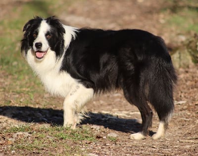 Étalon Border Collie - Riesling Des Contreforts Du Vercors}