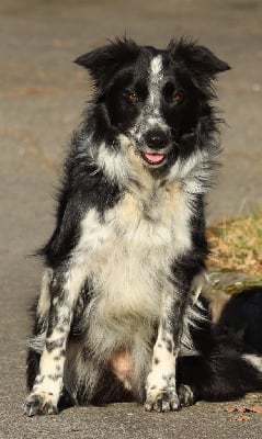 Étalon Border Collie - Steppe (Sans Affixe)