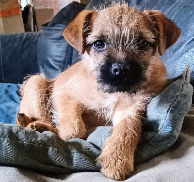 Étalon Border Terrier - Tartine Des petites nouches