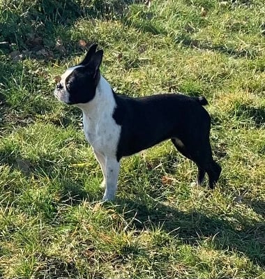 Étalon Boston Terrier - Tequila Du Royaume De Perla