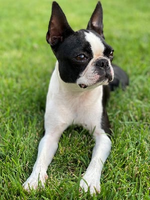 Étalon Boston Terrier - Romy Du clos de larpege