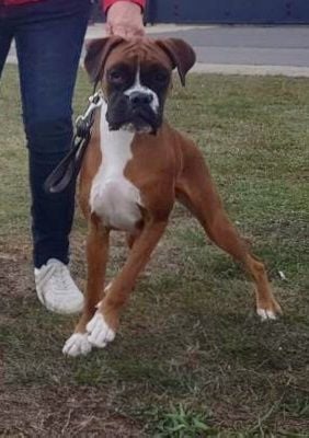 Étalon Boxer - Shelley des Sources du Fond de Laye