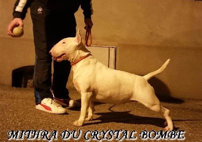 Étalon Bull Terrier - CH. Mithra du Crystal Bombe