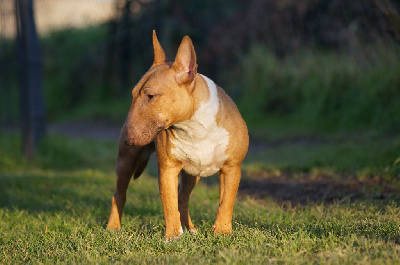 Étalon Bull Terrier Miniature - Ruby Du Trésor Des Mines