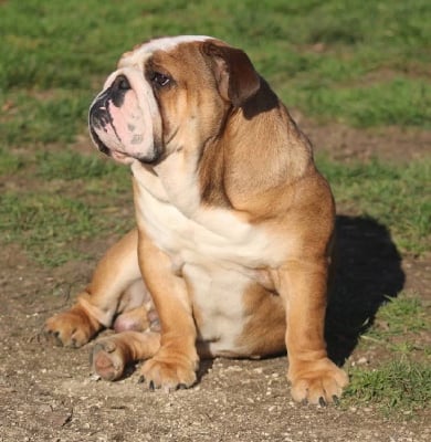 Étalon Bulldog Anglais - Redbull Du Clandisa De La Gironde