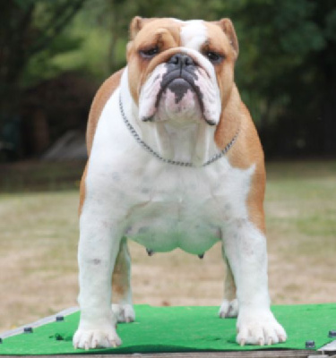 Étalon Bulldog Anglais - Niluzie l'impératrice Des éclats De Cassiopée