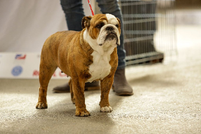 Étalon Bulldog Anglais - CH. Lilylove Ring around the roses