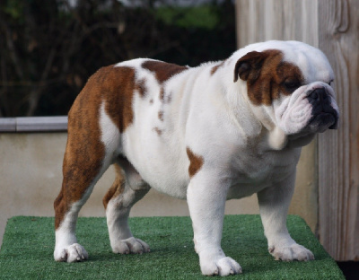 Étalon Bulldog Anglais - CH. fat puppys Eye of the tiger