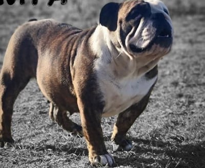 Étalon Bulldog Anglais - Real temptation des bould’anges d’hewen