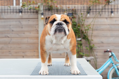 Étalon Bulldog Anglais - Beautypower Bull's Shelby mustang