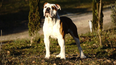 Étalon Bulldog continental - Tonton corleone Des Belles Truffes
