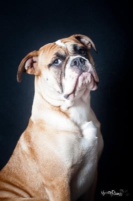 Étalon Bulldog continental - CH. Parker de la Féerie de l'Hermine