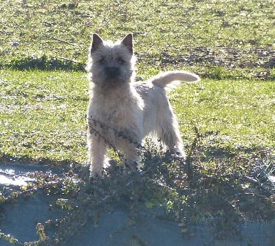 Étalon Cairn Terrier - Tara cottage Take my breath away