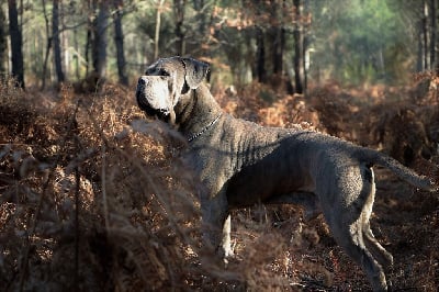 Étalon Cane Corso - Nestore Des Gardiens De Cebenna