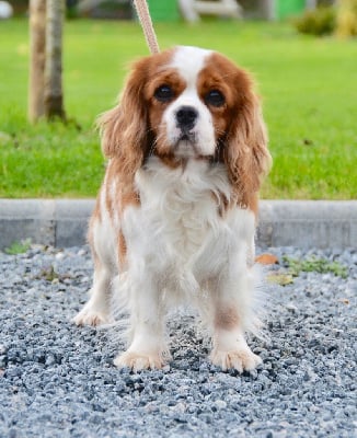 Étalon Cavalier King Charles Spaniel - Pennyroyal tea Des Cavaliers Du Prieuré