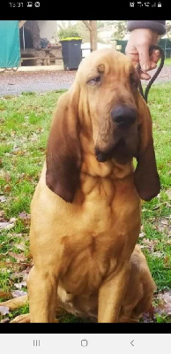 Étalon Chien de Saint-Hubert - Pompadour du chateau de Saint Louis